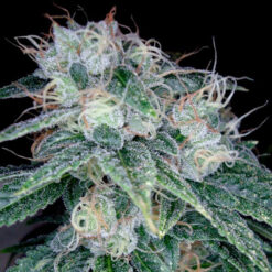 Sour Diesel 3 u. fem. DNA Genetics
