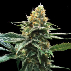 Sour Sorbet  3 u. fem. DNA Genetics