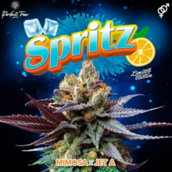 Spritz 3+1 u. fem Perfect Tree