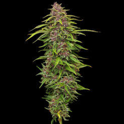 Squirt Feminized fem Humboldt Seeds Company