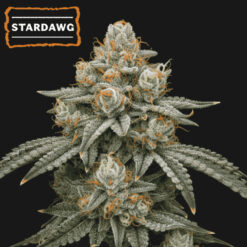 Stardawg  fem.   15 u. Seedstockers