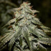 Sticky Gorilla #4  fem Pure Instinto