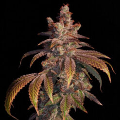 Strawberry Gambino  Elev8 Seeds