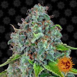 Strawberry Lemonade 25 u. fem Barney´s