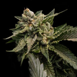 Strawberry Sorbet  3 u. fem. DNA Genetics