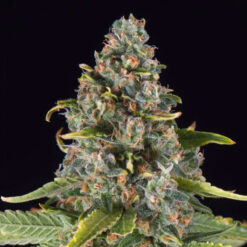 Summer Sweet  fem Triploid Seeds
