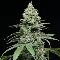 Sunset Pie fem. Cookies Seed Bank