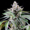 Sunsetz fem. Cookies Seed Bank