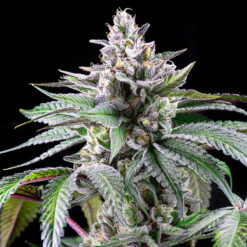 Sunsetz fem. Cookies Seed Bank