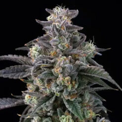 Super Boof 25 u. fem Barney´s