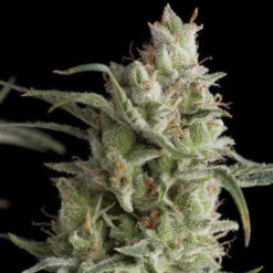 Super OG Kush  7 u. Reg. Pyramid Seeds