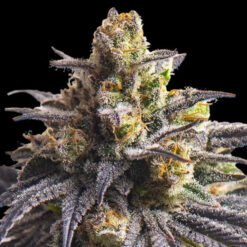 Sweetheart  fem Triploid Seeds