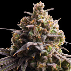 Tahitian Tingle  fem Triploid Seeds