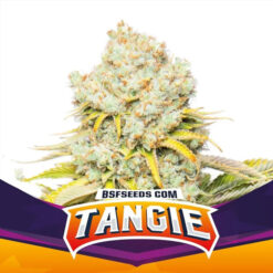 Tangie  fem BSF Seeds