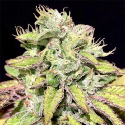 Tarta Helada 6 u. fem Mamiko Seeds