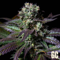 Tatin 3 u. fem  Grand Cru Genetics