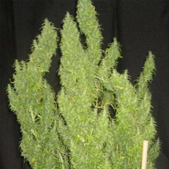 Thai   5 u. Regular Ace Seeds