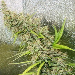 Thai x Panama   5 u. Regular Ace Seeds