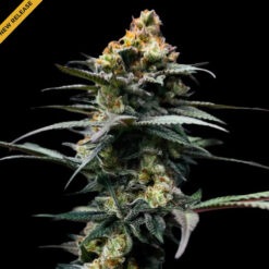 The Stinking Rose  3 u. fem. DNA Genetics