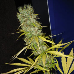 The Stones (MK/SK x HZ (AC)) 15 u. reg. Mr. Nice Ed. Limitada