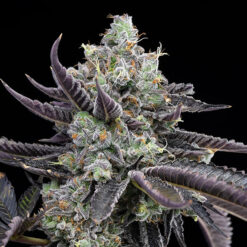 Tie Die fem. Cookies Seed Bank
