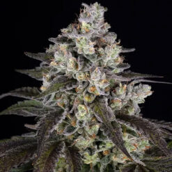 Trainwreck   fem. Barney's