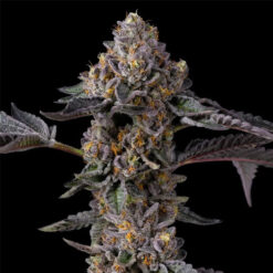 Triple Scoop x Berniehana Butter  6 u. fem Cookies Seed Bank