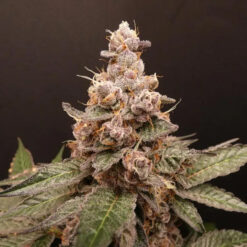 Trop Cherry Hash   Bask Triangle Farms