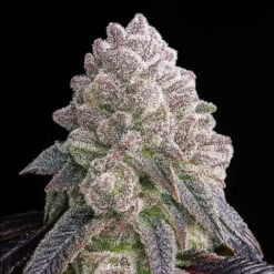 Tropical Sherbberry  fem Triploid Seeds