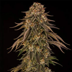 Tropical Velvel Fast CBD