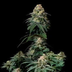 Tropicana Cookies Fast Flowering fem. FastBuds Seeds