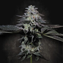 Tropicana Crush  5 u. fem. Paradise Seeds Limited Edition