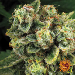 Tropicanna Banana 25 u. fem Barney´s