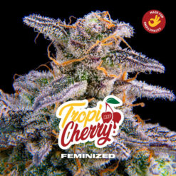 Tropicherry   fem BSF Seeds