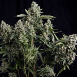 Tutankhamon  7 u. Reg. Pyramid Seeds