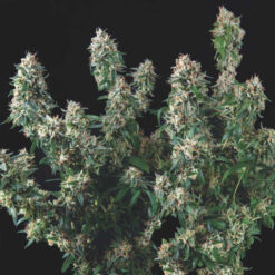 Tutankhamon x Cookies USA  5 u. fem. Pyramid Seeds Gold Line