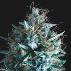 Tutankhamon x Runtz  5 u. fem. Pyramid Seeds Gold Line