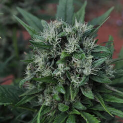 U2 (EQx HZ (AC)) 15 u. reg. Mr. Nice Ed. Limitada