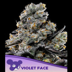 Violet Face fem. Anesia