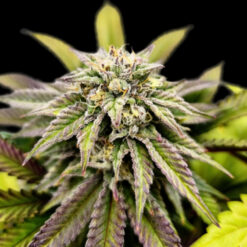 Voltus Z  5 u. fem One Shot Edition Gratefull Seeds