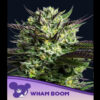 WHAM BOOM fem. Anesia