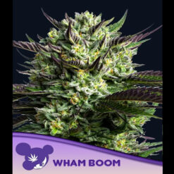 WHAM BOOM fem. Anesia