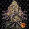 Watermelon Zkittlez 25 u. fem Barney´s