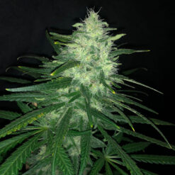 Wedding Cake  fem Pure Instinto