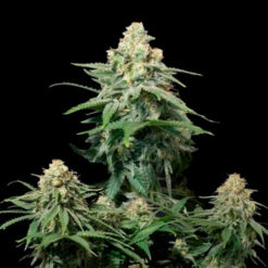 Wedding Cheesecake Fast Flowering fem. FastBuds Seeds
