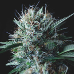 Wembley x Mendocino  5 u. fem. Pyramid Seeds Gold Line