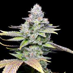 Wet Wet fem. Cookies Seed Bank