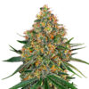 White Cheese fem. White Label