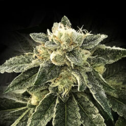 White Chocolope  3 u. fem. DNA Genetics