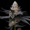 White Diamond  fem Triploid Seeds